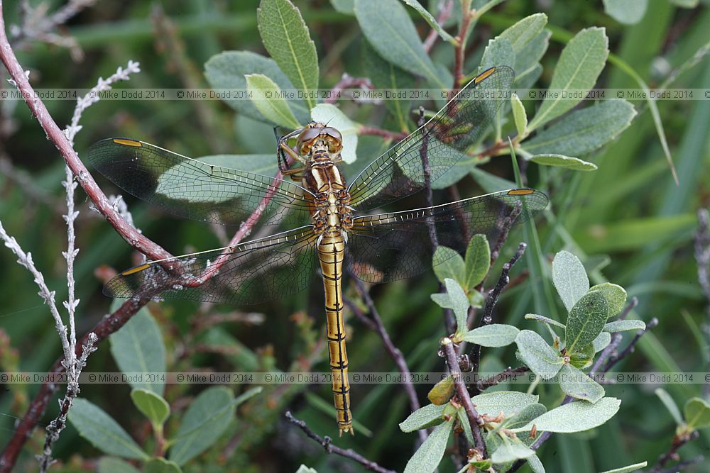 Orthetrum coerulescens Keeled Skimmer female