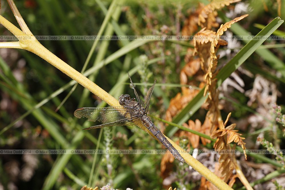 Orthetrum coerulescens Keeled Skimmer over mature female