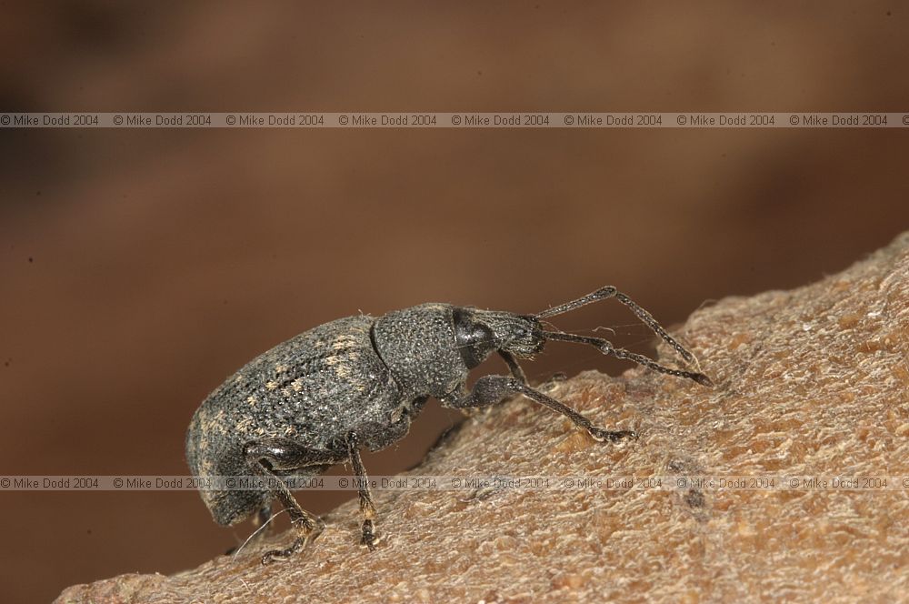 Otiorhynchus sulcatus Black vine weevil