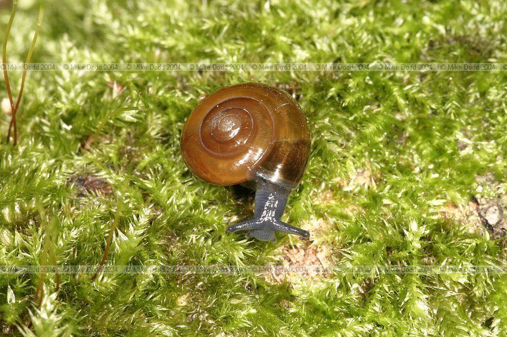 Oxychilus alliarius Garlic snail