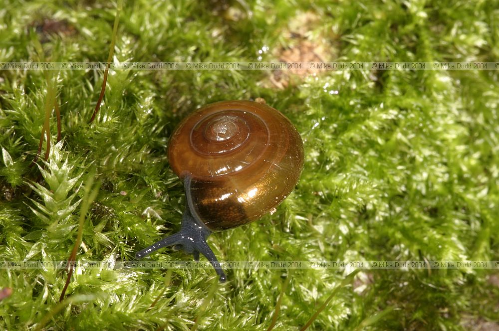 Oxychilus alliarius Garlic snail