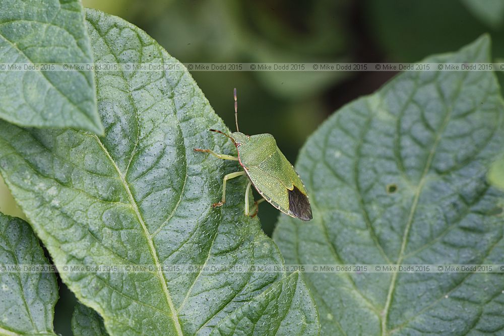 Palomena prasina Green shield bug