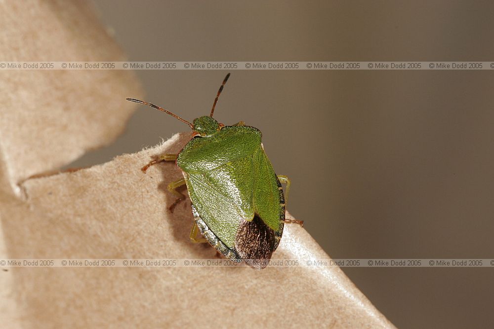 Palomena prasina Green shieldbug