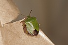 Palomena prasina Green shieldbug