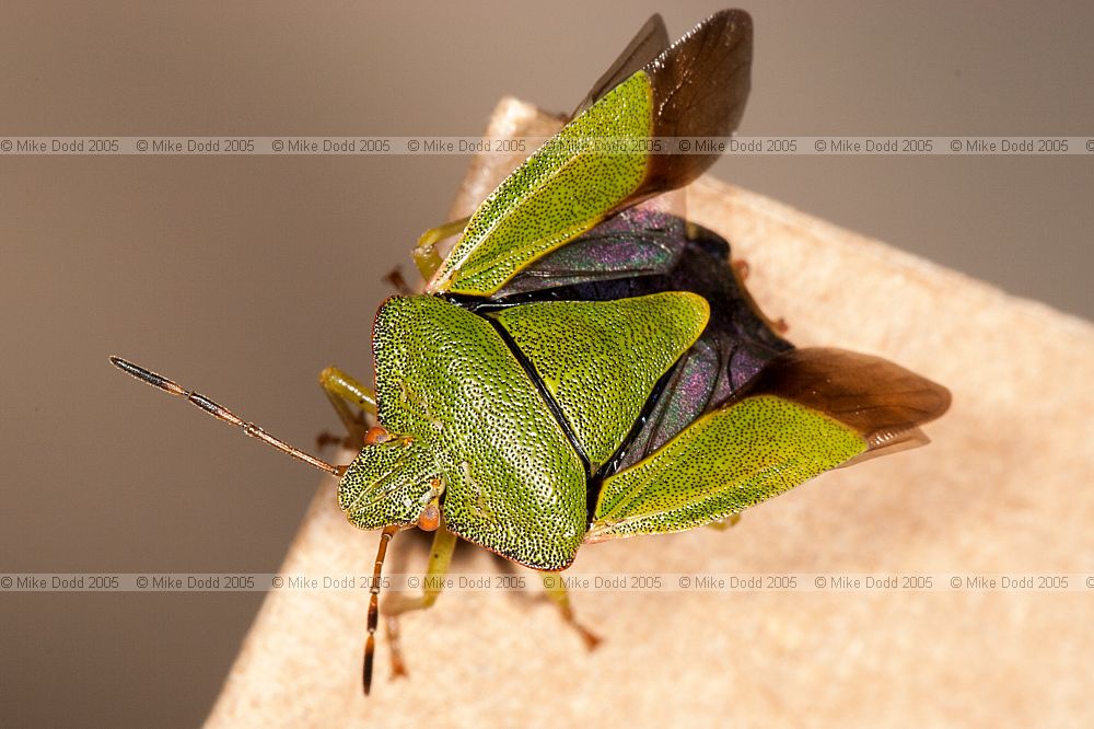 Palomena prasina Green shieldbug