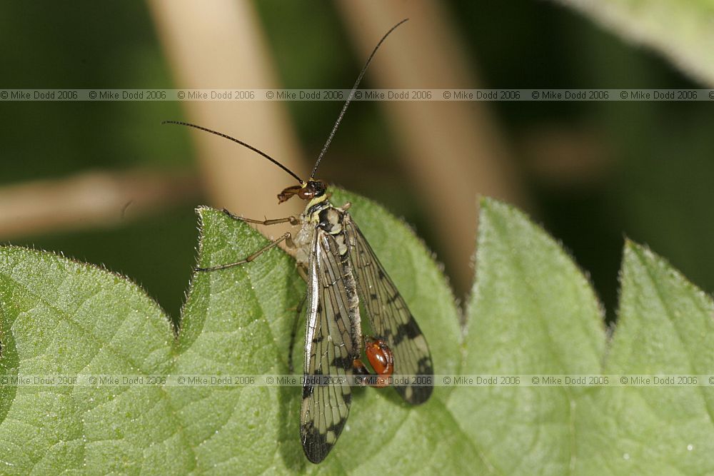 Panorpa communis Scorpion fly