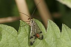 Panorpa communis Scorpion fly