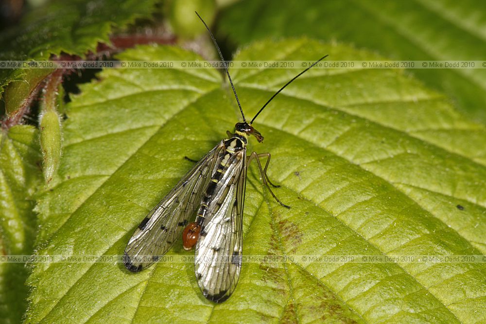 Panorpa germanica scorpionfly