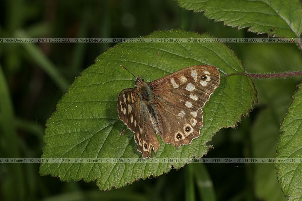 Pararge aegeria Speckled wood