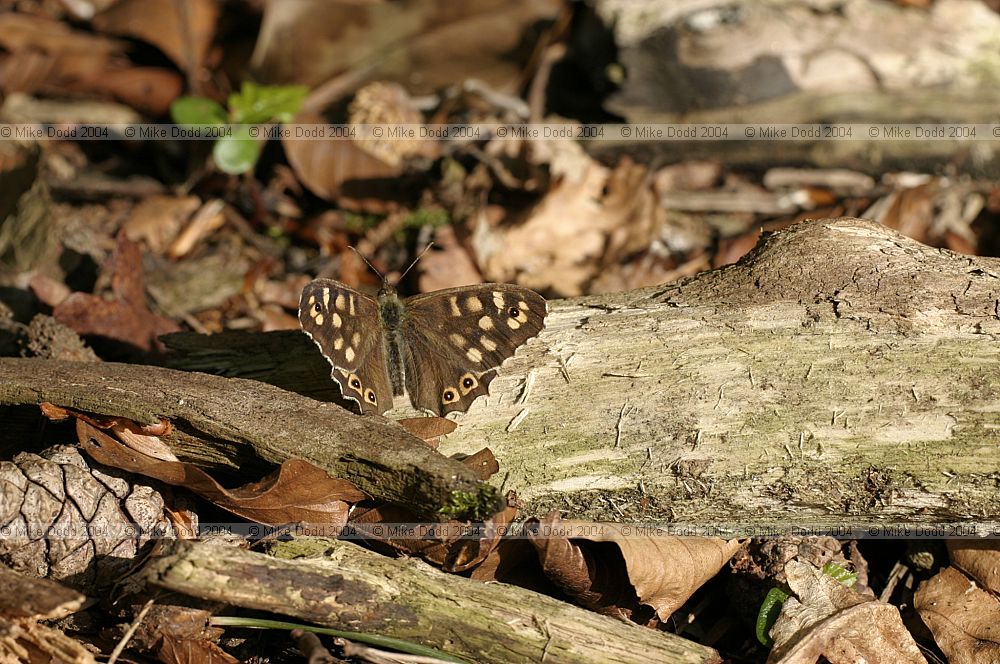 Pararge aegeria Speckled wood