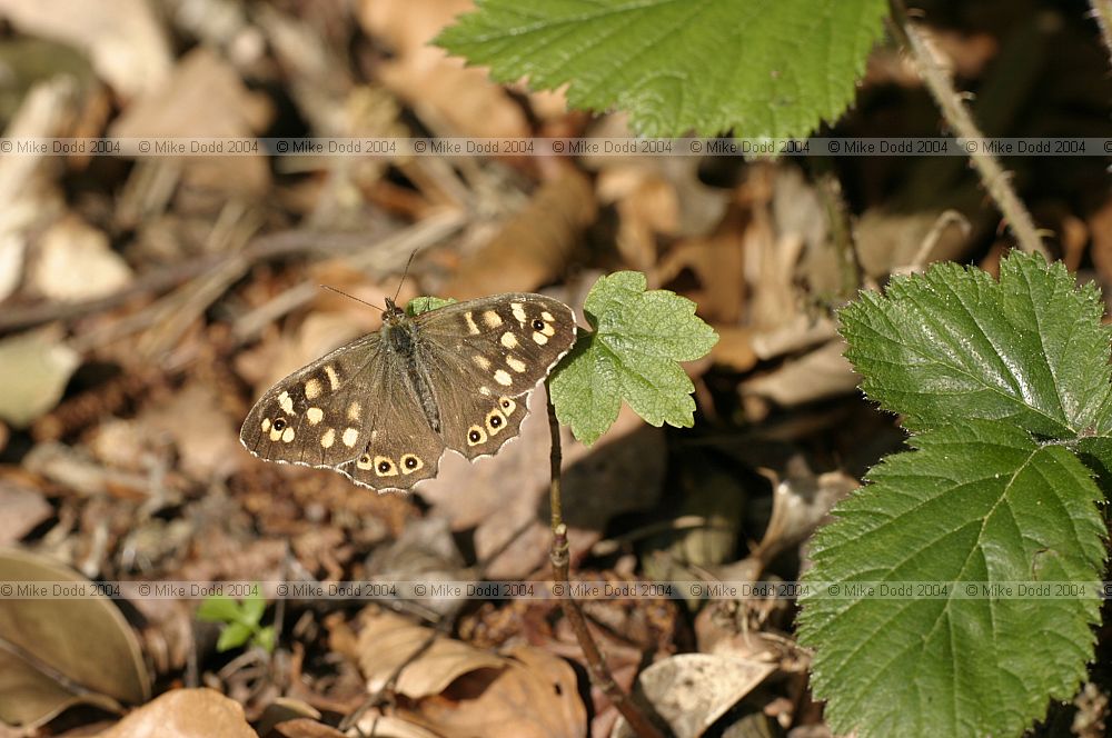 Pararge aegeria Speckled wood