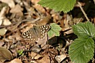 Pararge aegeria Speckled wood