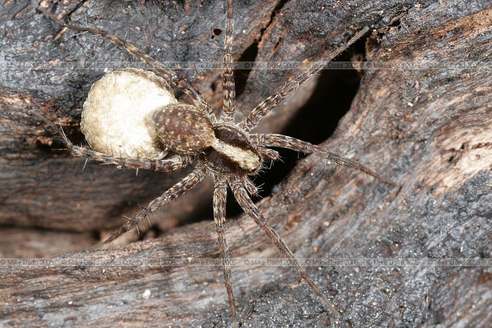 Pardosa amentata Spotted Wolf Spider (?)