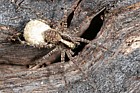 Pardosa amentata Spotted Wolf Spider (?)