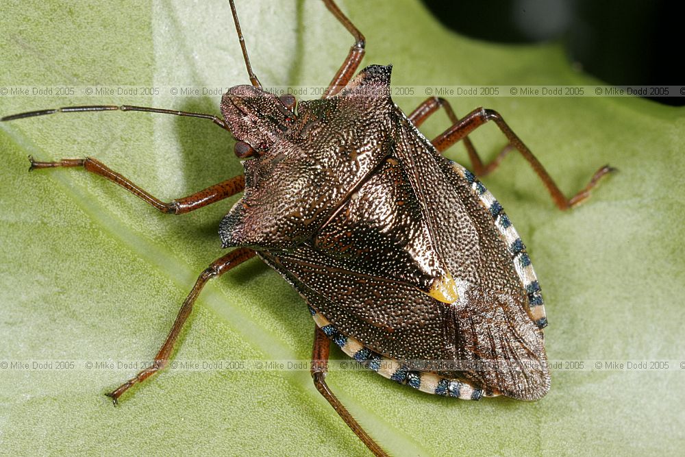 Pentatoma rufipes Red-legged shieldbug