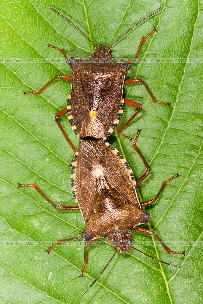 Pentatoma rufipes Red-legged shieldbug
