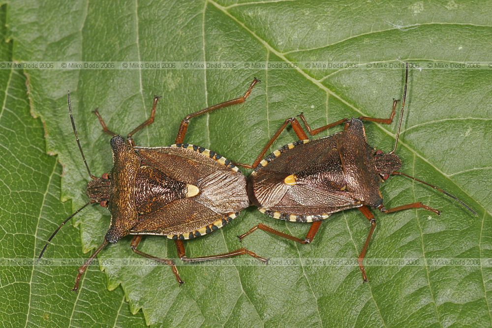 Pentatoma rufipes Red-legged shieldbug