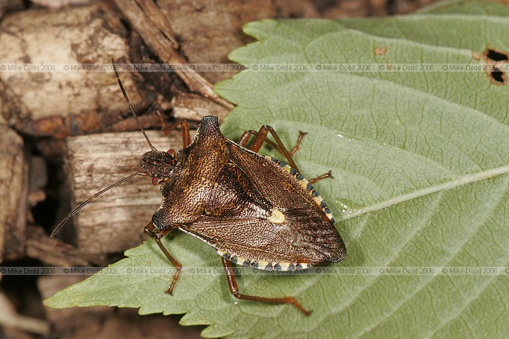 Pentatoma rufipes Red-legged shieldbug