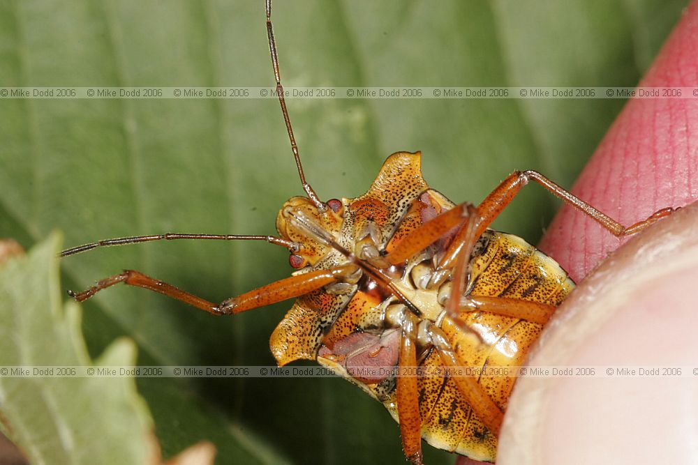 Pentatoma rufipes Red-legged shieldbug