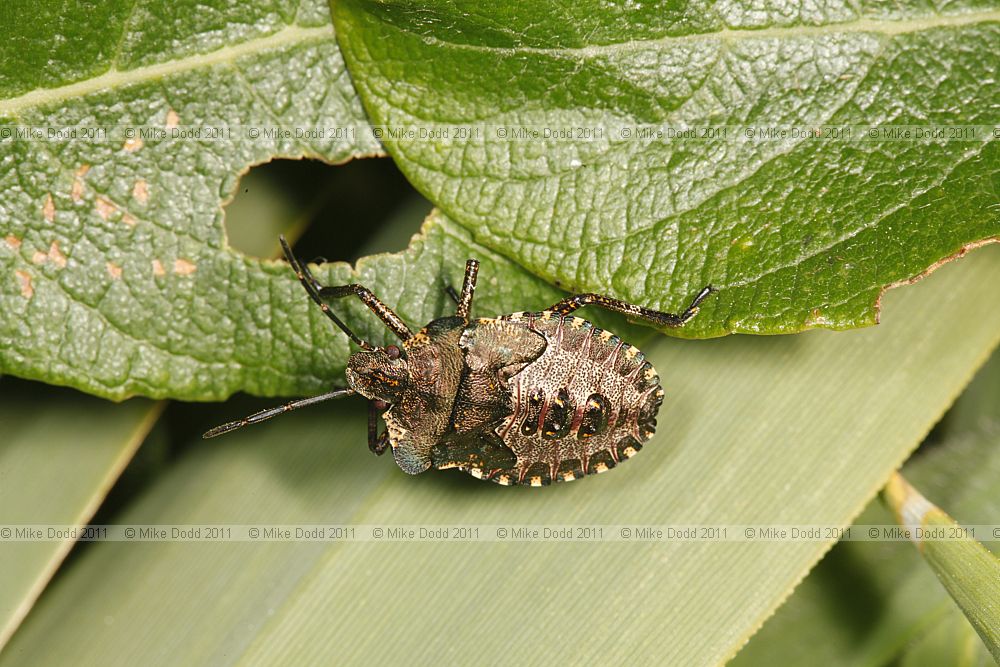 Pentatoma rufipes Forest Bug