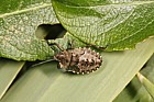 Pentatoma rufipes Forest Bug