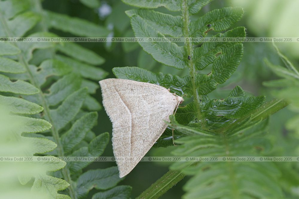 Pentrophora chlorosata Brown Silver-line moth