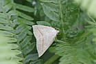 Pentrophora chlorosata Brown Silver-line moth