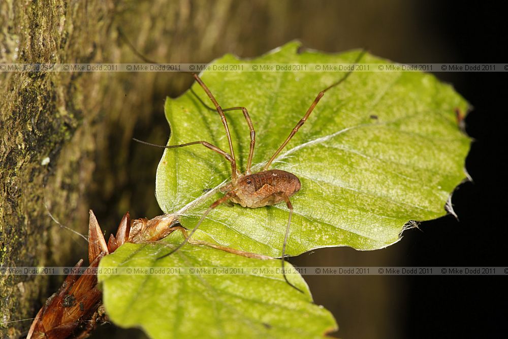 Phalangium opilio (?)