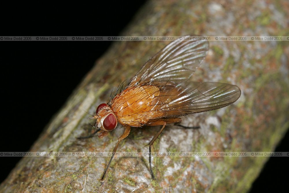 Phaonia pallida female