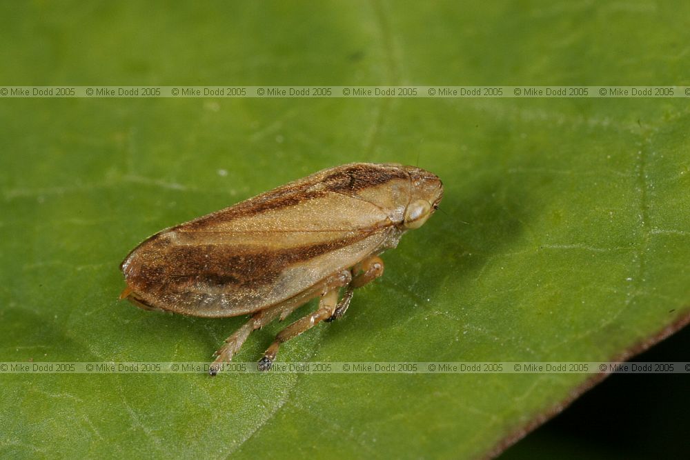 Philaenus spumarius Cuckoo-Spit Insect