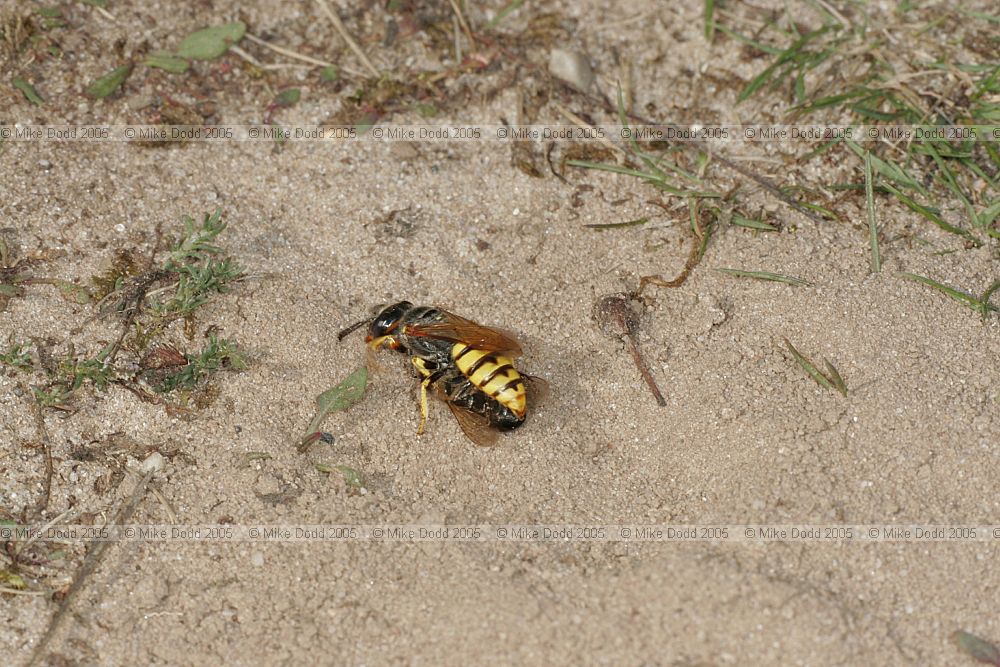 Philanthus triangulum Bee-killer wasp (check)