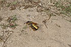 Philanthus triangulum Bee-killer wasp (check)