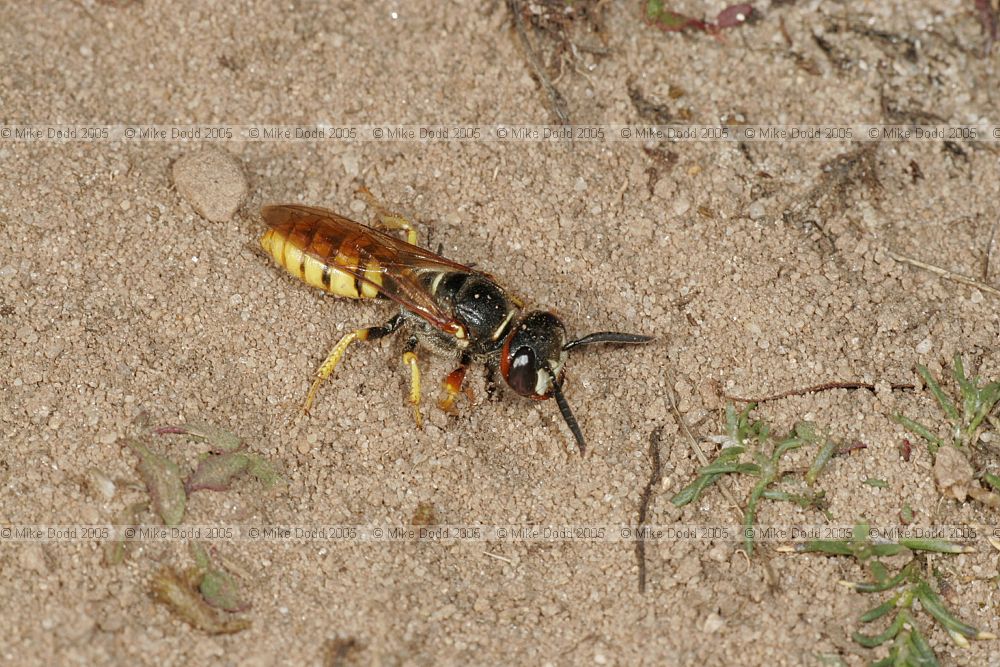 Philanthus triangulum Bee-killer wasp (check)