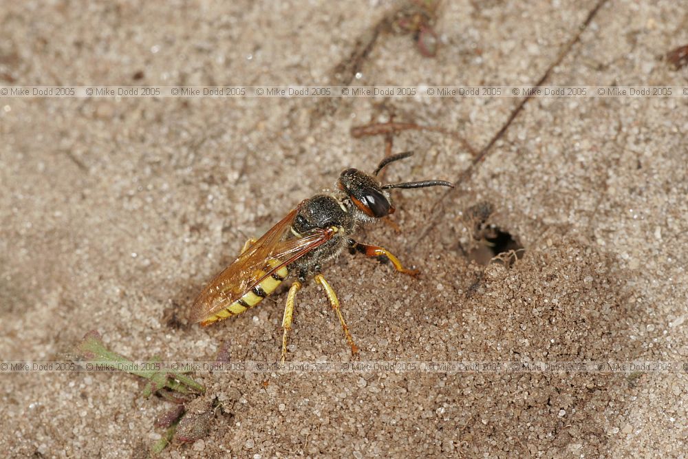 Philanthus triangulum Bee-killer wasp (check)