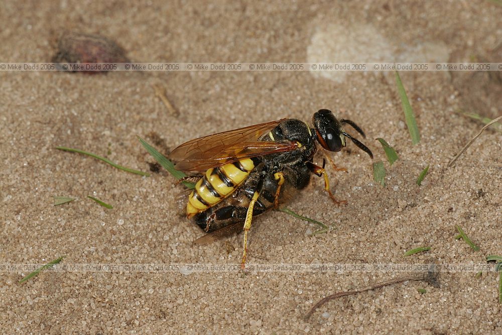 Philanthus triangulum Bee-killer wasp (check)