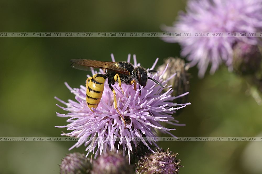 Philanthus triangulum Bee Wolf