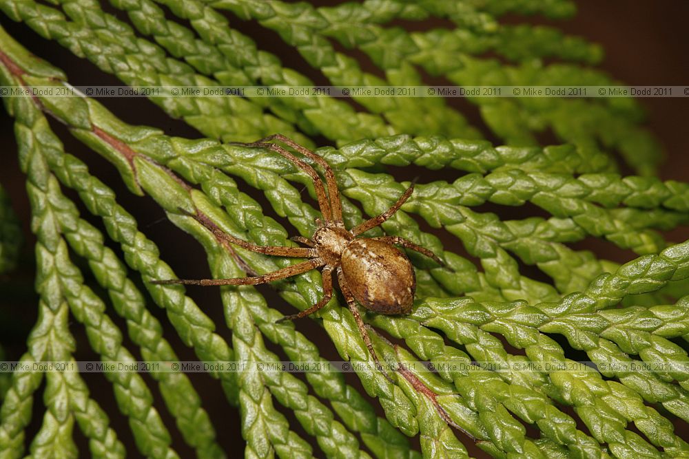 Philodromus running crab spider