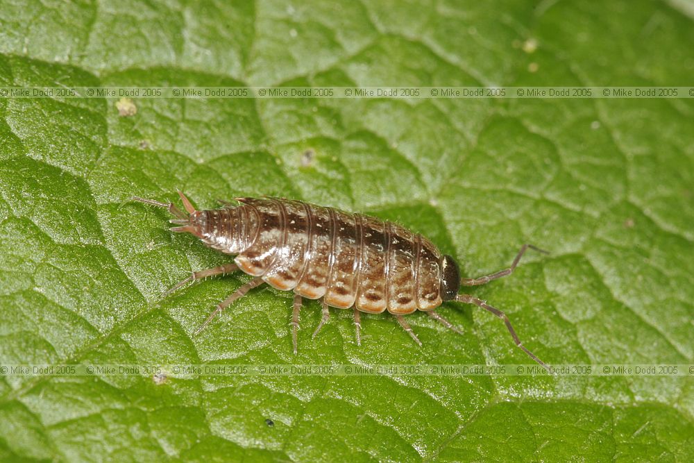 Philoscia muscorum Common striped woodlouse