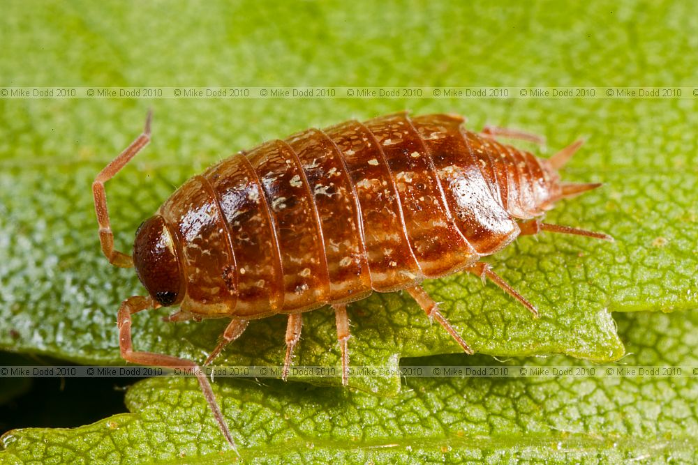 Philoscia muscorum Common striped woodlouse