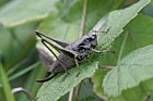 Pholidoptera griseoaptera Dark bush cricket