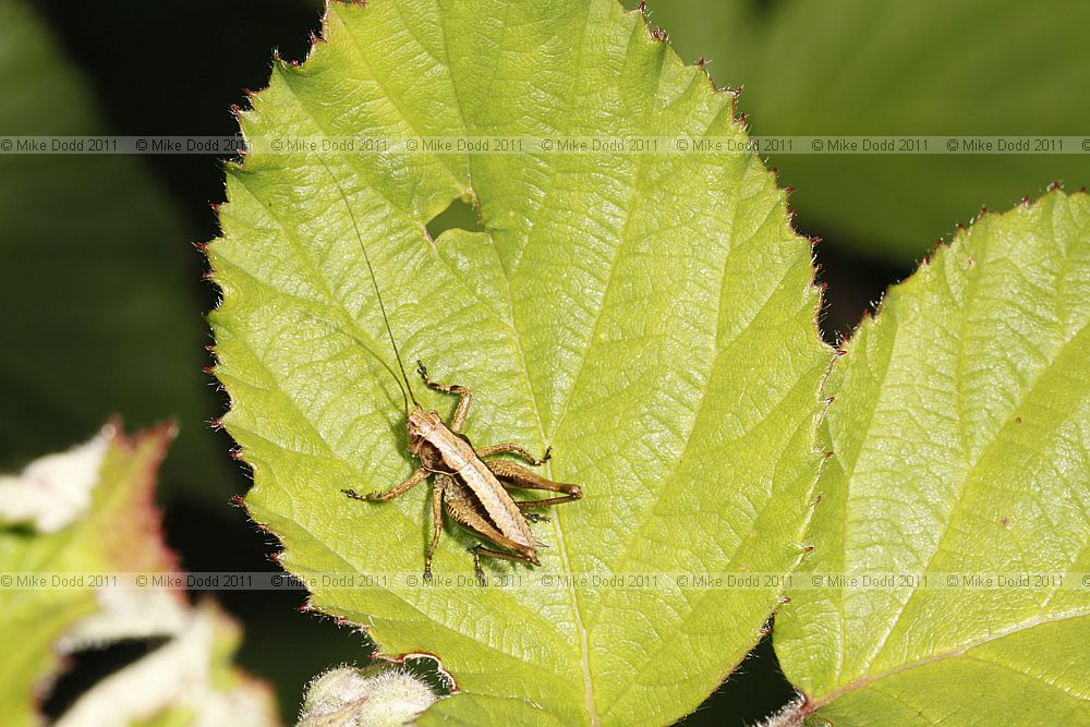 Pholidoptera griseoaptera Dark Bush Cricket