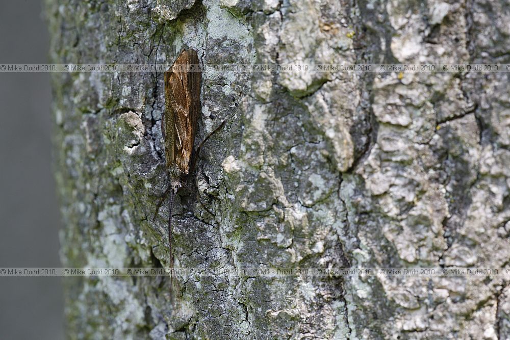 Phryganea bipunctata A caddisfly