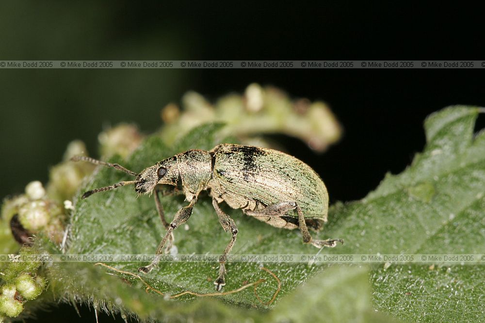 Phyllobius pomaceus (?) weevil on nettle