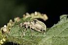Phyllobius pomaceus (?) weevil on nettle