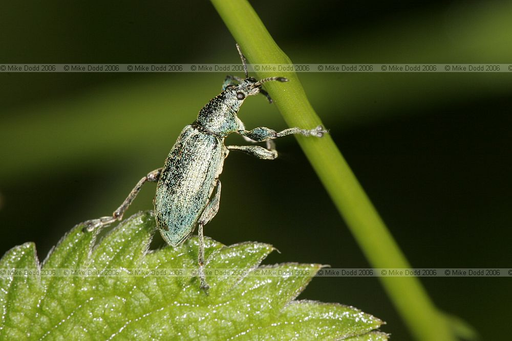 Phyllobius pomaceus (check)