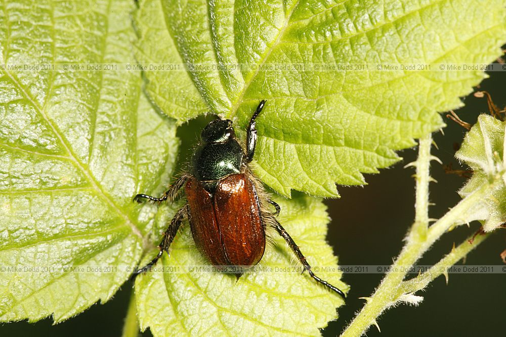 Phyllopertha horticola Garden Chafer