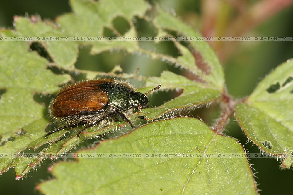 Phyllopertha horticola Garden chafer