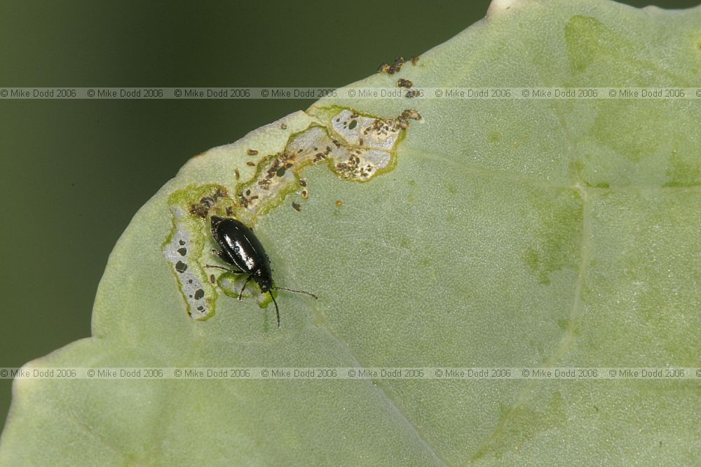 Phyllotreta nigripes (?) Flea beetle