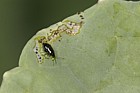 Phyllotreta nigripes (?) Flea beetle