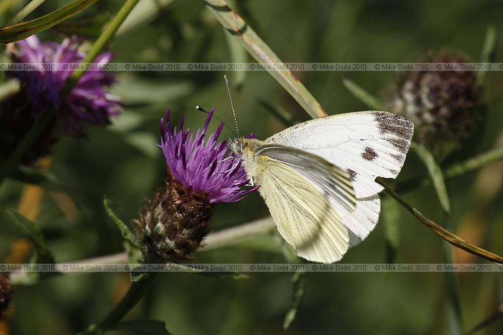 Pieris brassicae Large White